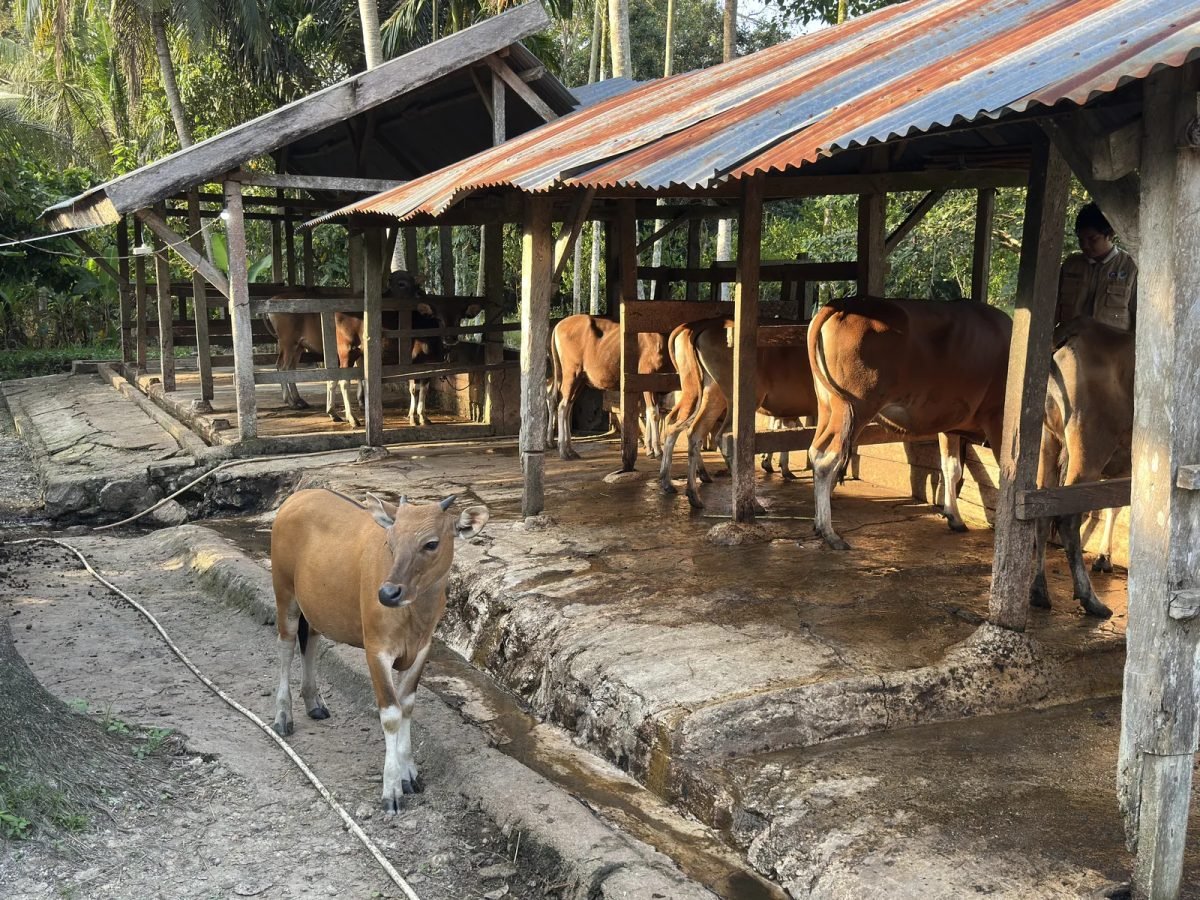 Sapi
