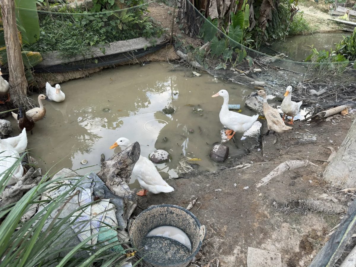 Bebek
