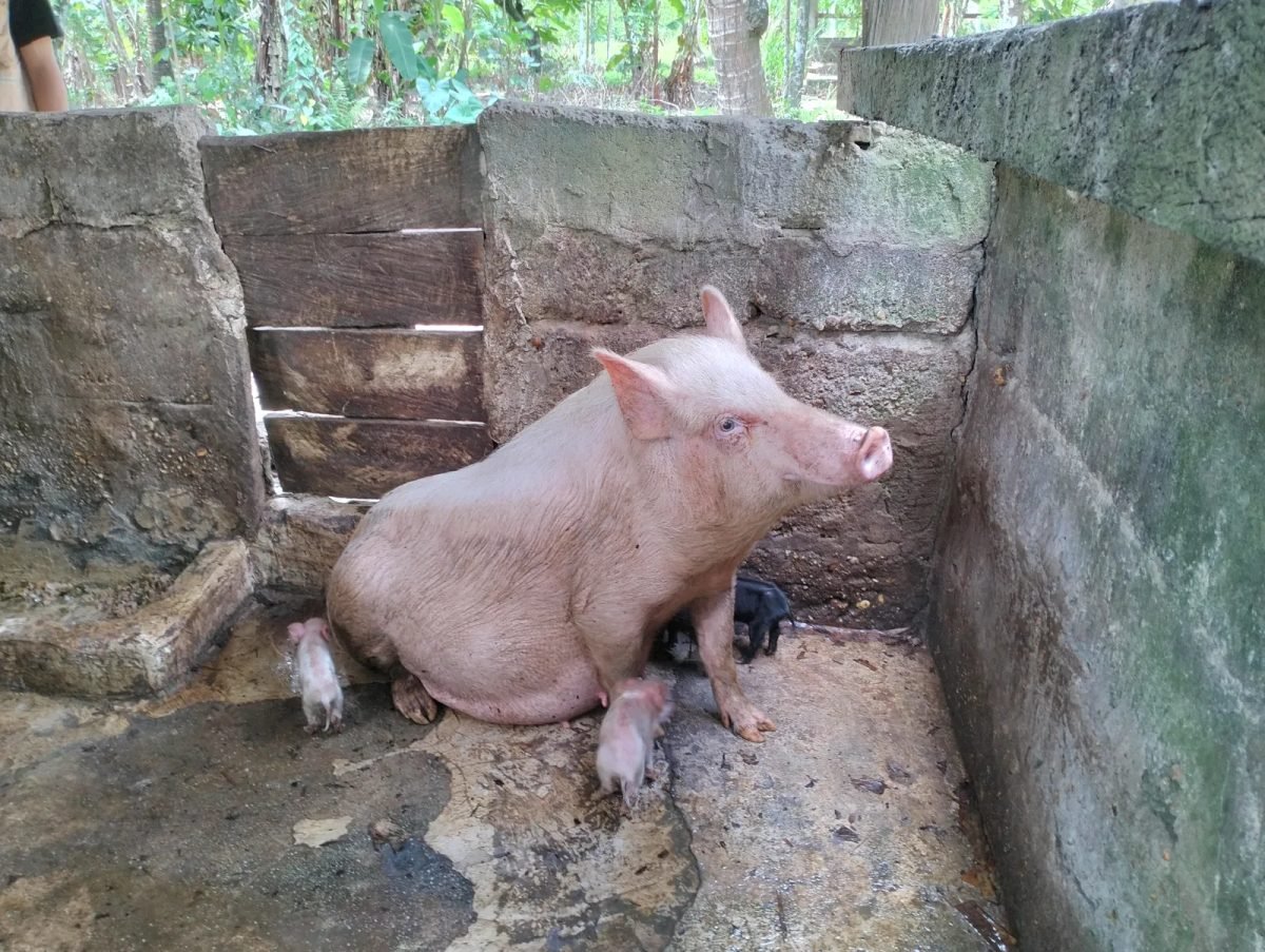 Babi